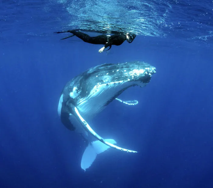 Our 13 Pics Of Humpback Whales Playing With Us In The Ocean