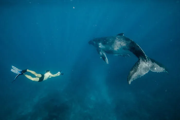 Our 13 Pics Of Humpback Whales Playing With Us In The Ocean