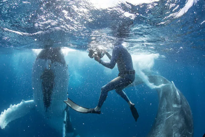 Our 13 Pics Of Humpback Whales Playing With Us In The Ocean