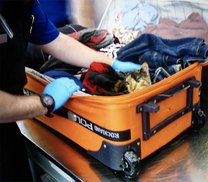 An Erie International Airport (Eri) Tsa Officer Let The Cat Out Of The Bag This Week. Literally. And The Cat’s Name Is Slim