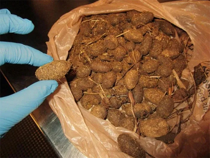Large Organic Mass Turned Out To Be A Bag Of Moose Nuggets (Or Feces, Droppings, Excrements, Etc.) That The Passenger Was Taking Home From Their Alaskan Adventure