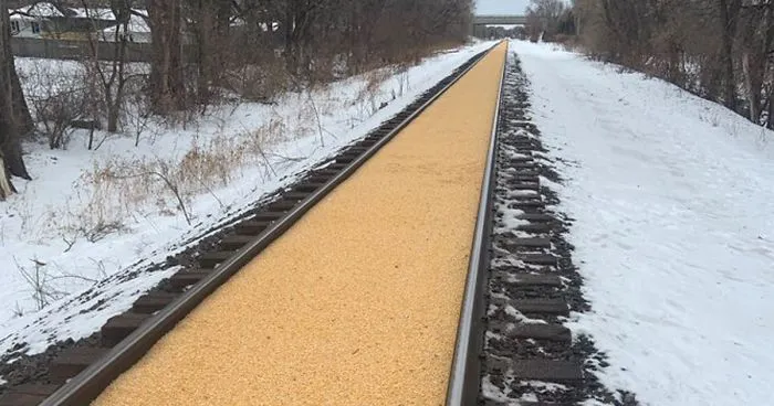 Someone Shares A Photo Of A 2,000 Feet Long Railroad Covered In Corn