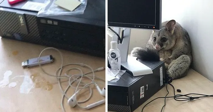 Possum Trashes Woman's Office In Australia, Becomes A Meme