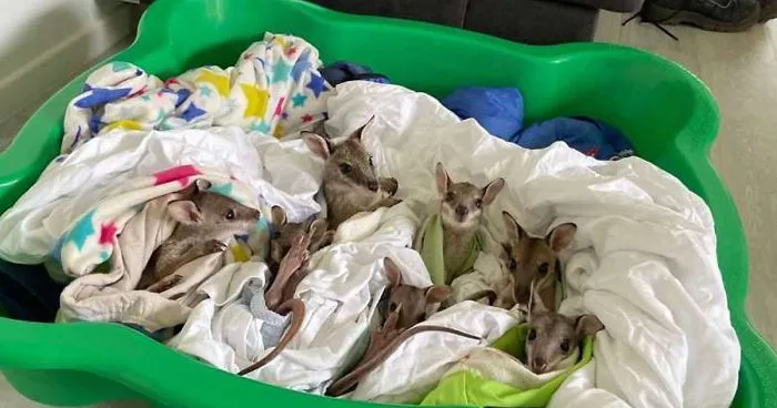 These Adorable Wallaby Babies That Were Rescued From The Australian Bushfires Got Named After Celebs Who Donated To Fire Funds