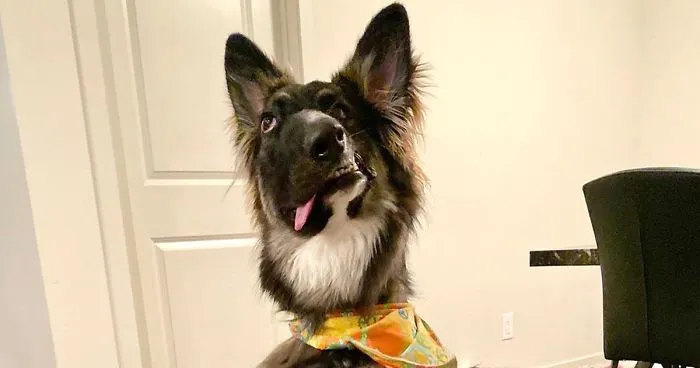 Dog Finally Gets Adopted After His Mother's Attack Left His Face Wonky