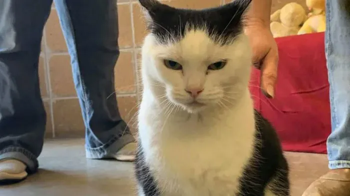 Este refugio de animales puso en adopción a "la peor gata del mundo" y a la gente le encanta la descripción