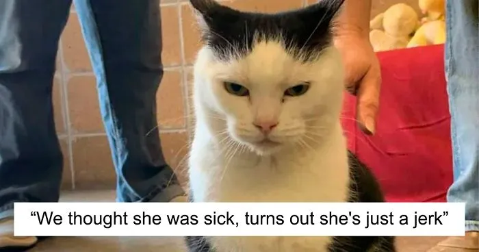 Animal Shelter Puts Up 'The World's Worst Cat' For Adoption And People Are Loving The Description