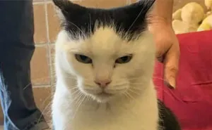 Animal Shelter Puts Up 'The World's Worst Cat' For Adoption And People Are Loving The Description