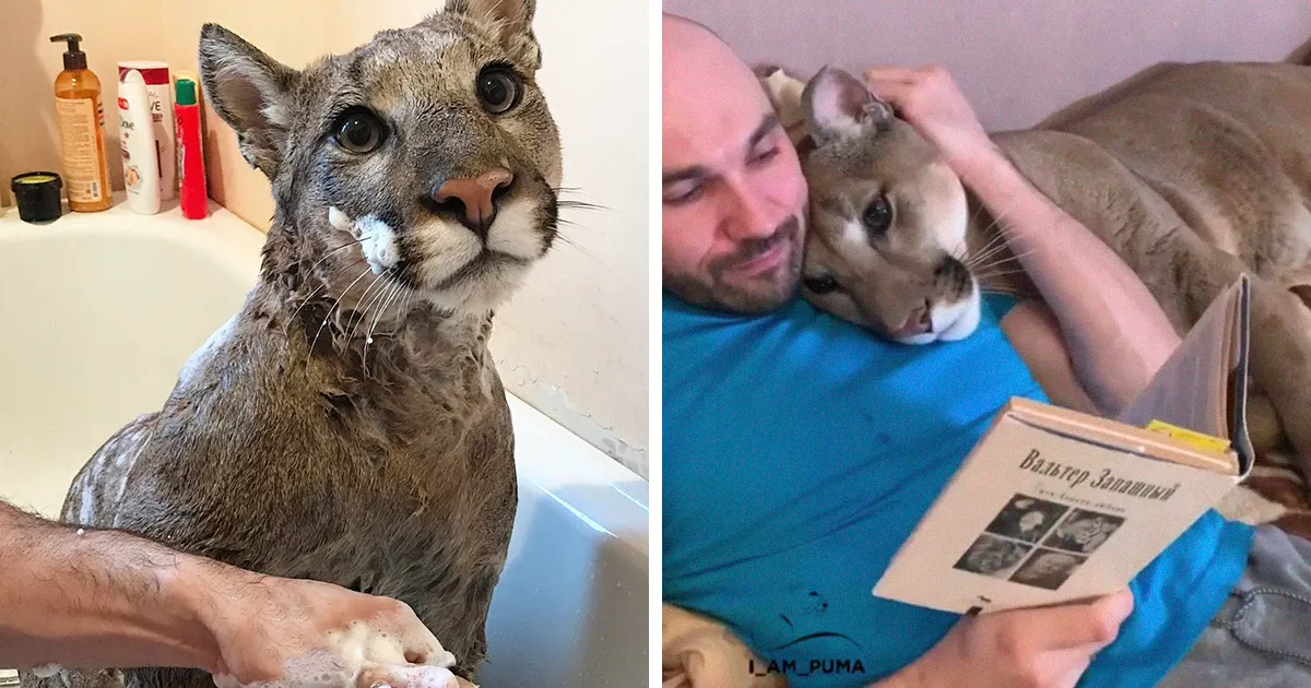 Este puma rescatado de un zoo no puede ser devuelto a su hábitat, así que vive como un gato casero mimado (Nuevas imágenes)