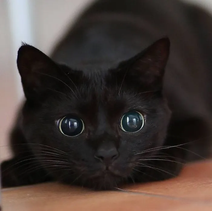 Its Just A Cute Cat I Have