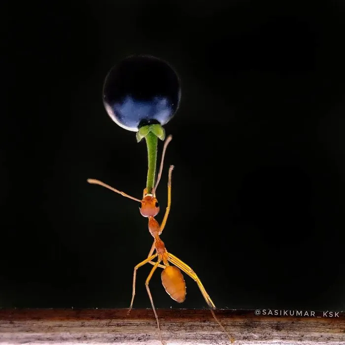 20-Year-Old Indian Guy Takes Incredible Macro Pics Using His Smartphone, Shows How You Could Do It Too (30 Pics)