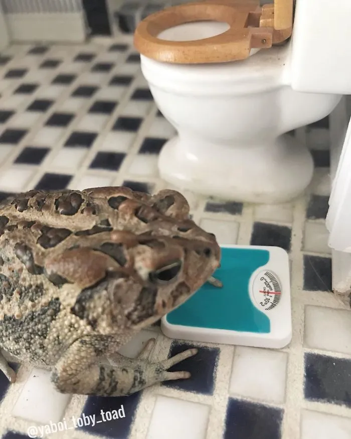 Great News - I Am Chonky