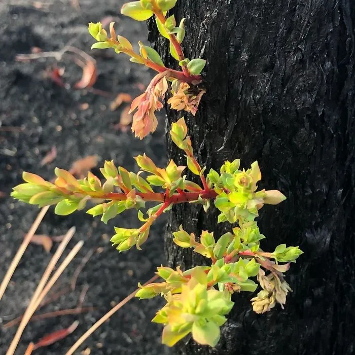 Life Is Slowly Returning To Scorched Australian Lands And Here Are 30 Hopeful Photos