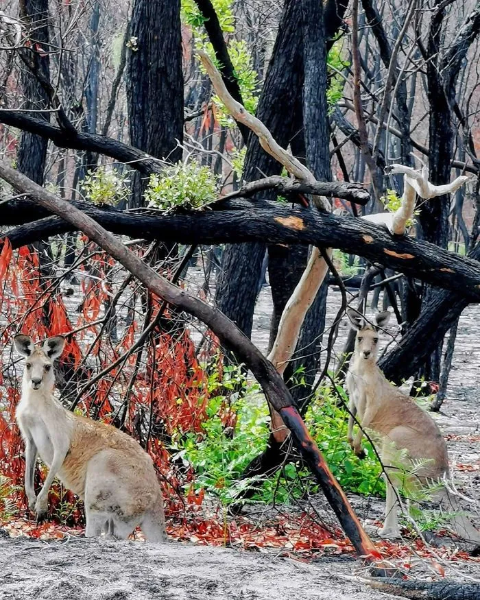 Life Is Slowly Returning To Scorched Australian Lands And Here Are 30 Hopeful Photos
