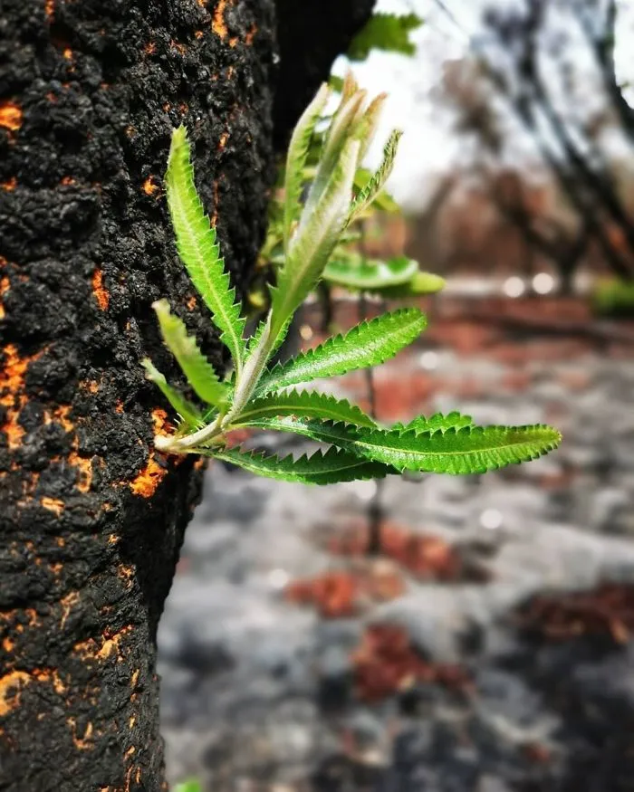 Life Is Slowly Returning To Scorched Australian Lands And Here Are 30 Hopeful Photos