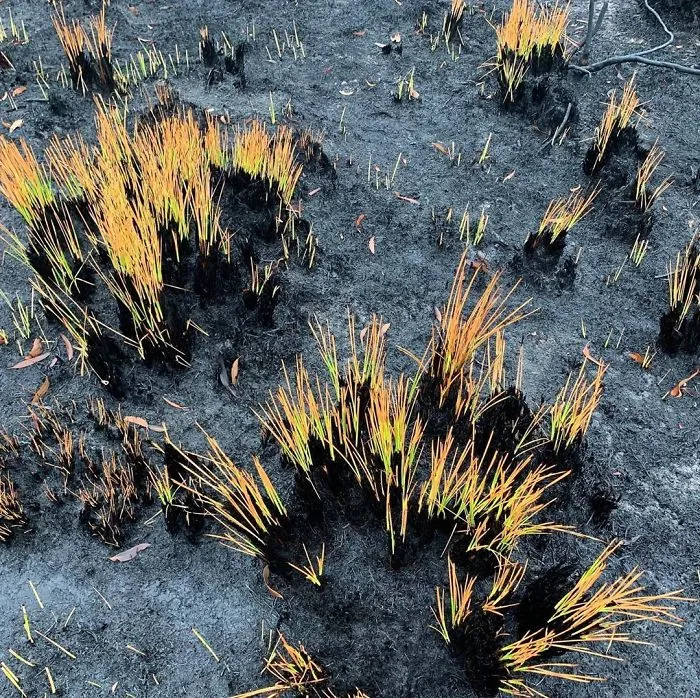 Life Is Slowly Returning To Scorched Australian Lands And Here Are 30 Hopeful Photos
