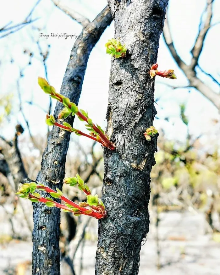Life Is Slowly Returning To Scorched Australian Lands And Here Are 30 Hopeful Photos