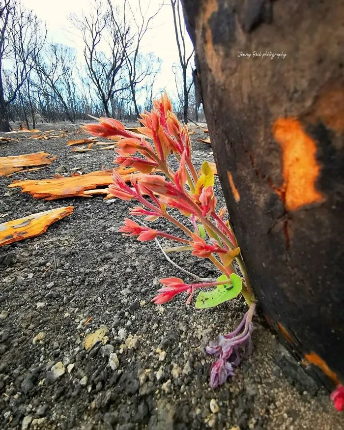 Life Is Slowly Returning To Scorched Australian Lands And Here Are 30 Hopeful Photos