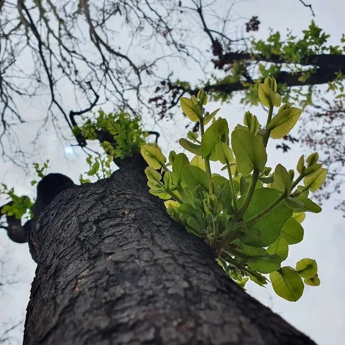 Life Is Slowly Returning To Scorched Australian Lands And Here Are 30 Hopeful Photos