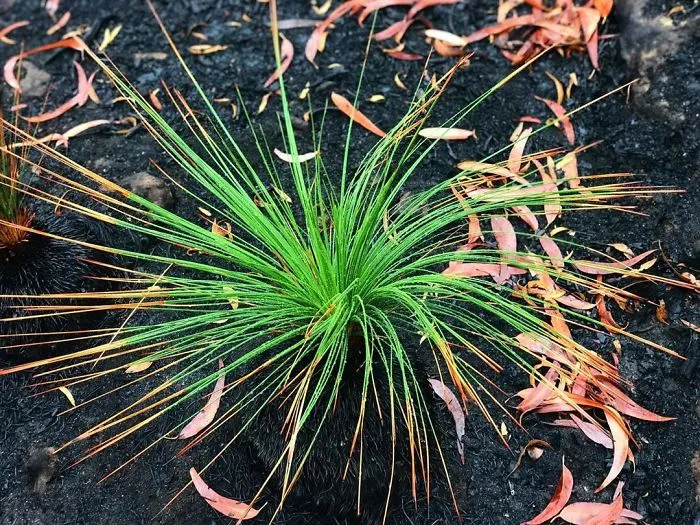 Life Is Slowly Returning To Scorched Australian Lands And Here Are 30 Hopeful Photos