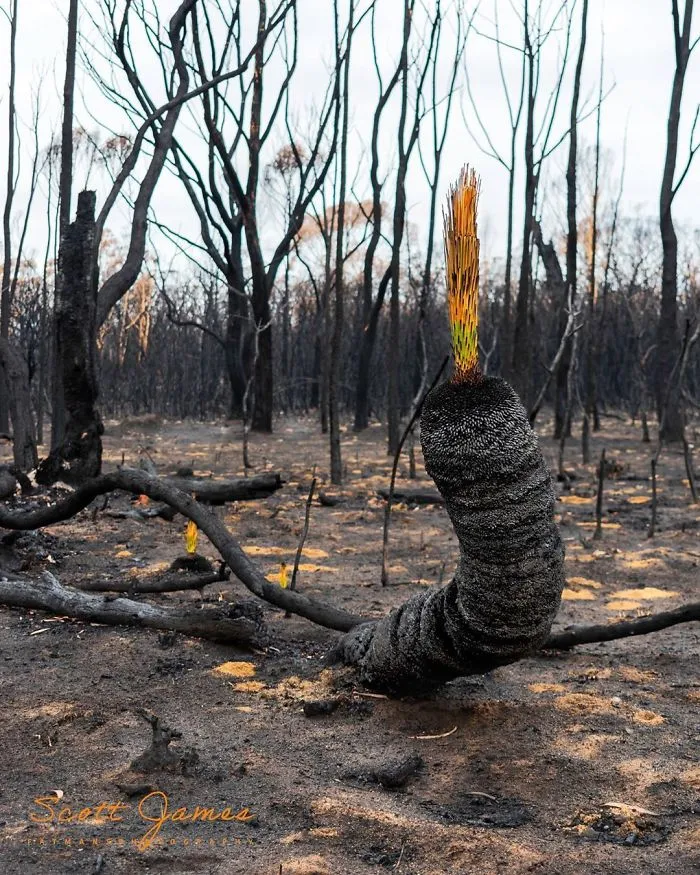 Life Is Slowly Returning To Scorched Australian Lands And Here Are 30 Hopeful Photos