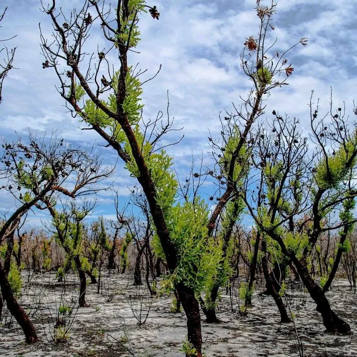 Life Is Slowly Returning To Scorched Australian Lands And Here Are 30 Hopeful Photos