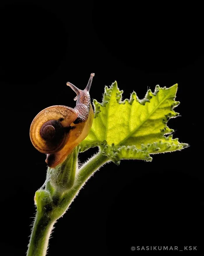 20-Year-Old Indian Guy Takes Incredible Macro Pics Using His Smartphone, Shows How You Could Do It Too (30 Pics)