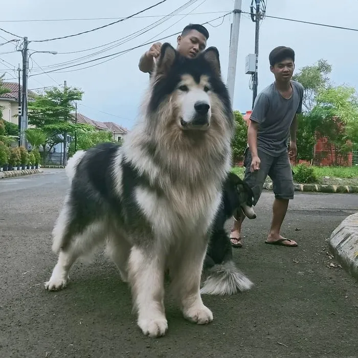 Handsome Boy River