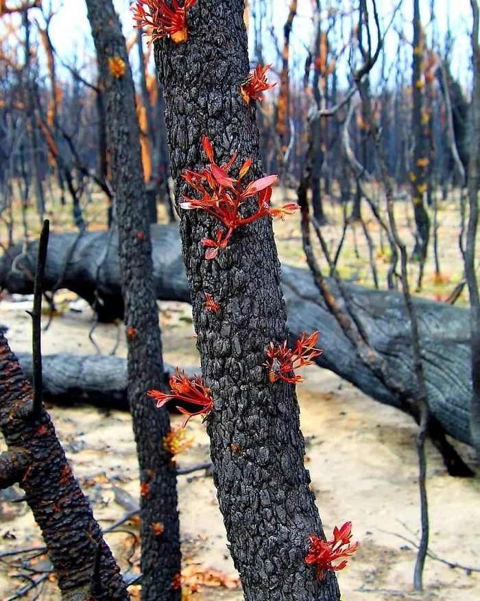 Life Is Slowly Returning To Scorched Australian Lands And Here Are 30 Hopeful Photos