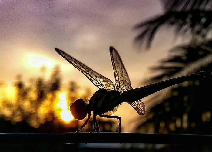 20-Year-Old Indian Guy Takes Incredible Macro Pics Using His Smartphone, Shows How You Could Do It Too (30 Pics)
