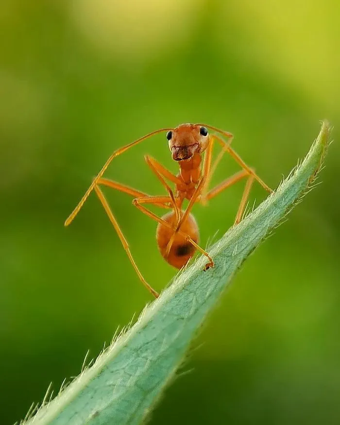 20-Year-Old Indian Guy Takes Incredible Macro Pics Using His Smartphone, Shows How You Could Do It Too (30 Pics)