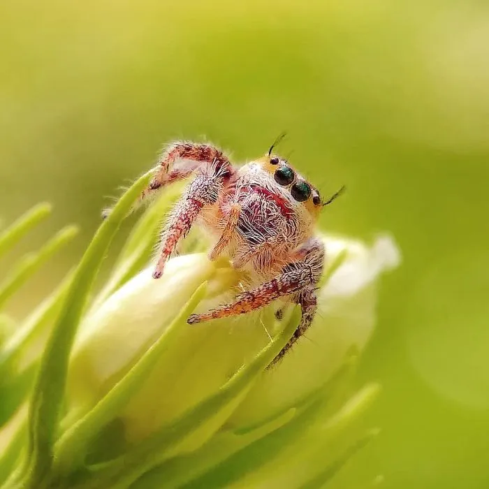 20-Year-Old Indian Guy Takes Incredible Macro Pics Using His Smartphone, Shows How You Could Do It Too (30 Pics)