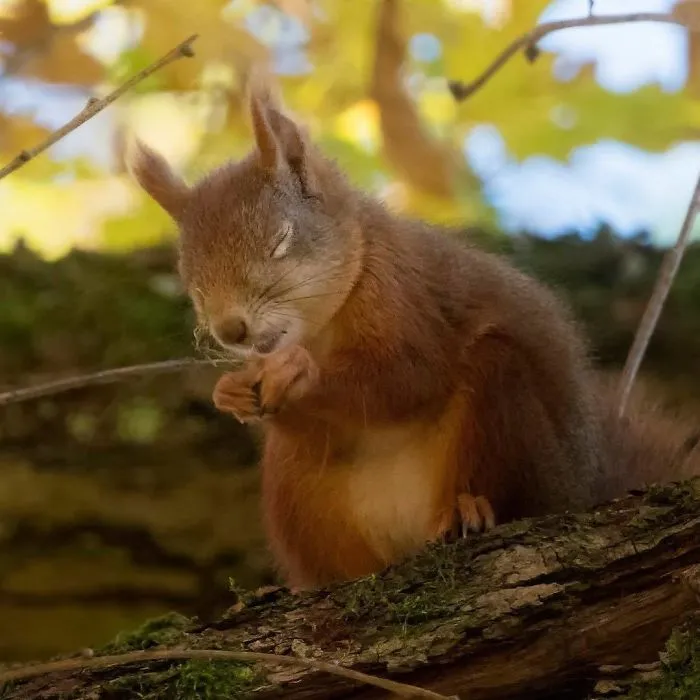 Praying For A Nut Miracle