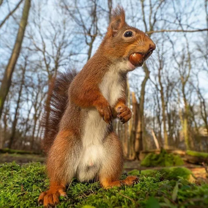 Attack Of The 50 Foot Squirrel
