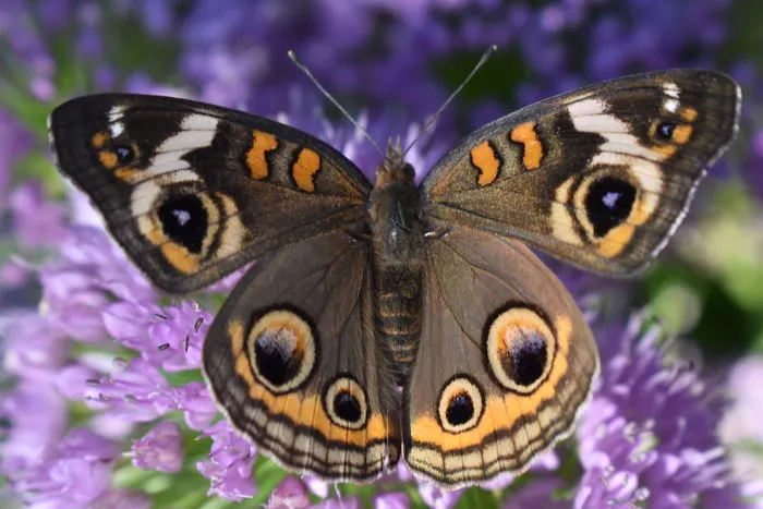 Buckeye Butterfly