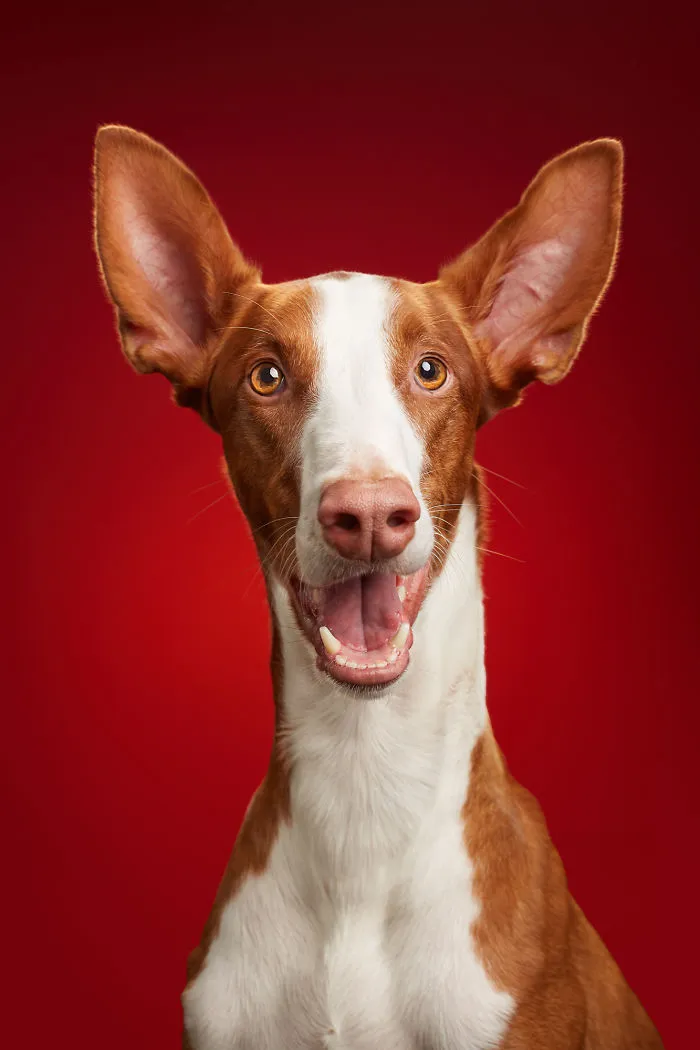 We Explore The Uniqueness Of Different Dog Breeds And Their Beautiful Personalities (17 New Pics)