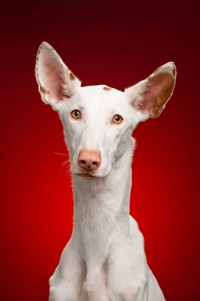 We Explore The Uniqueness Of Different Dog Breeds And Their Beautiful Personalities (17 New Pics)
