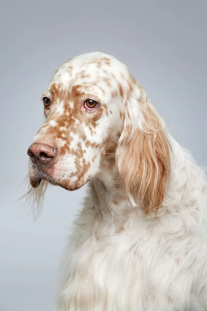 We Explore The Uniqueness Of Different Dog Breeds And Their Beautiful Personalities (17 New Pics)