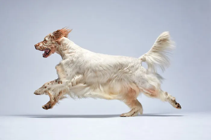 We Explore The Uniqueness Of Different Dog Breeds And Their Beautiful Personalities (17 New Pics)