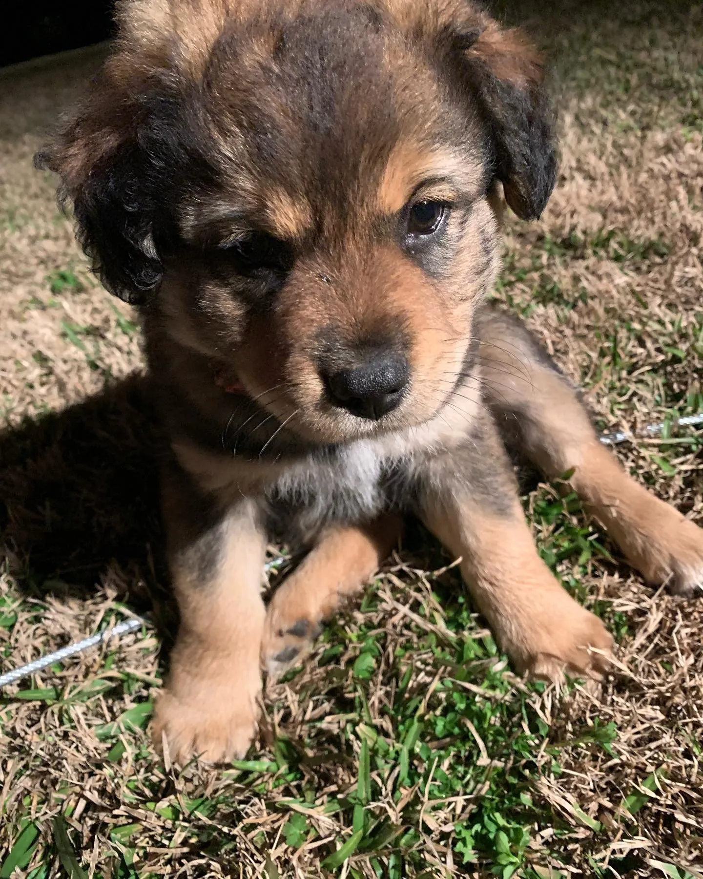 Remington- Australian Shepard X Blue Heeler X Lab