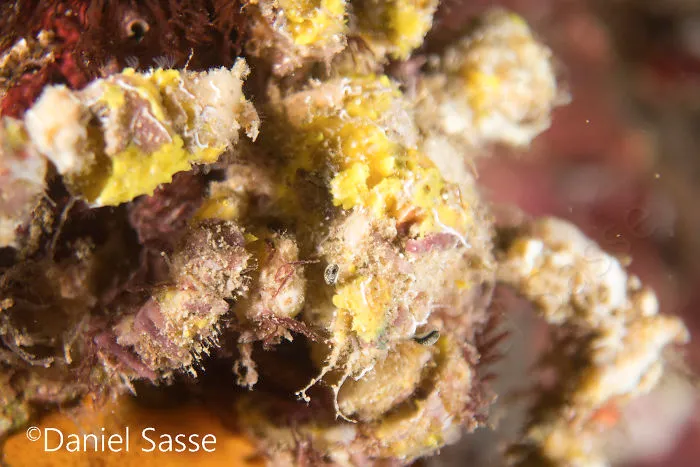Decorater Crab 50mm (0.164042 Ft)