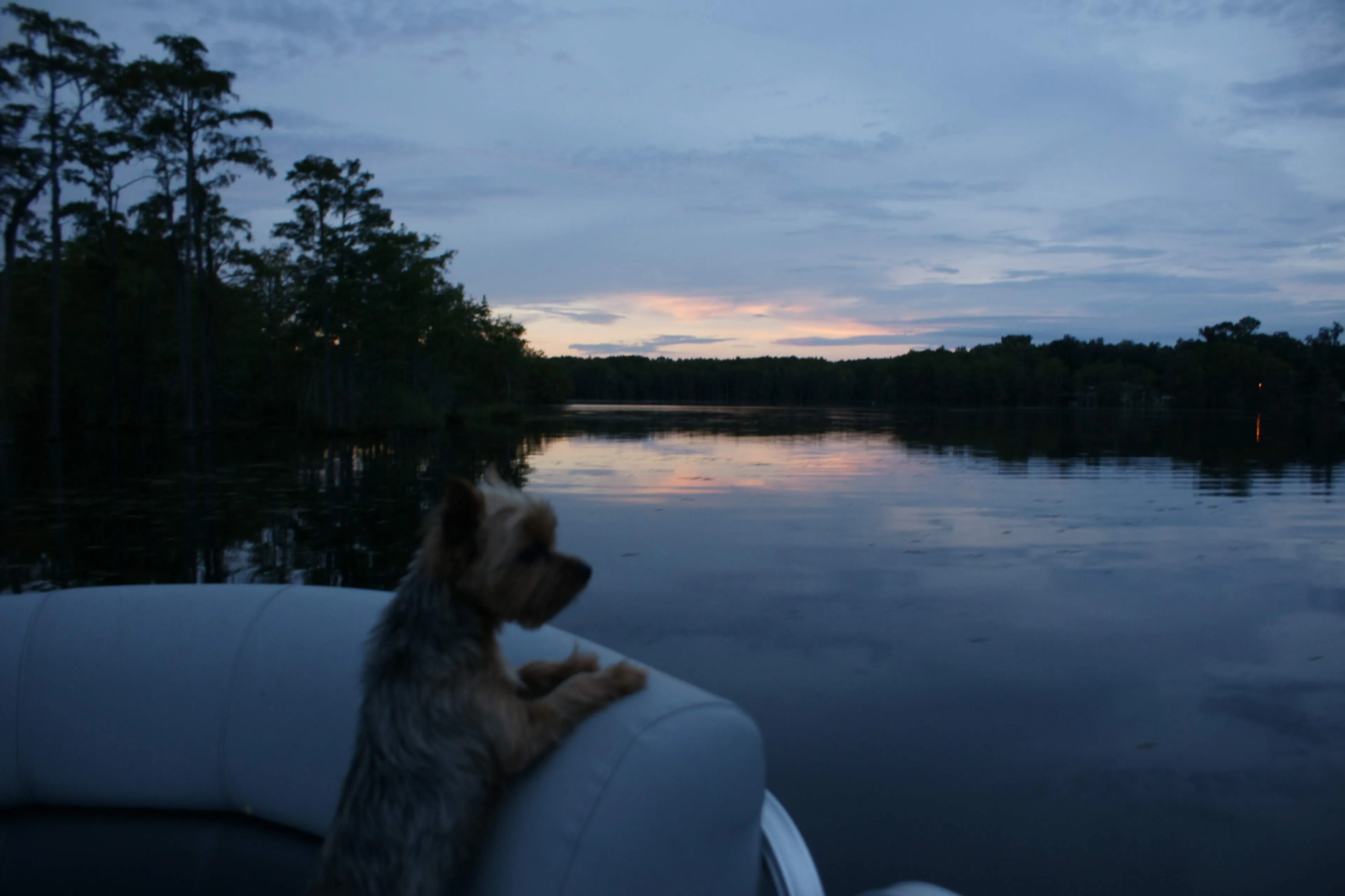 Lili Bear..another Day On The Lake