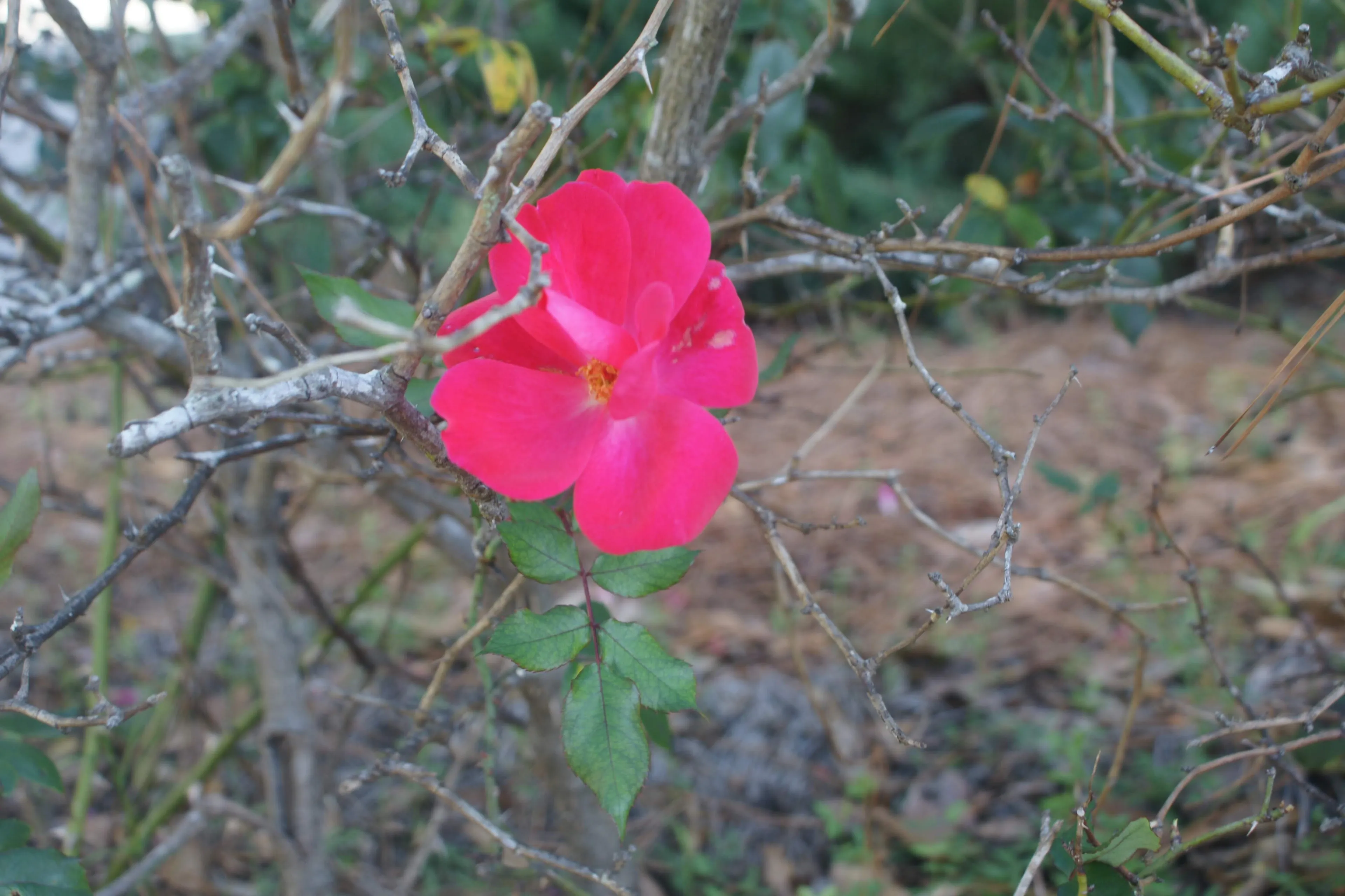 Resisting The Cold & Dreaming Of Spring