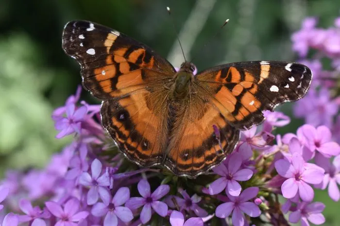 Painted Lady Butterfly