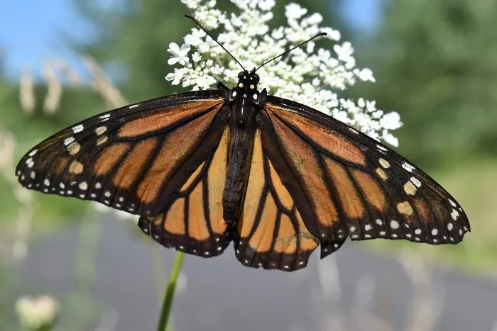 Monarch Butterfly