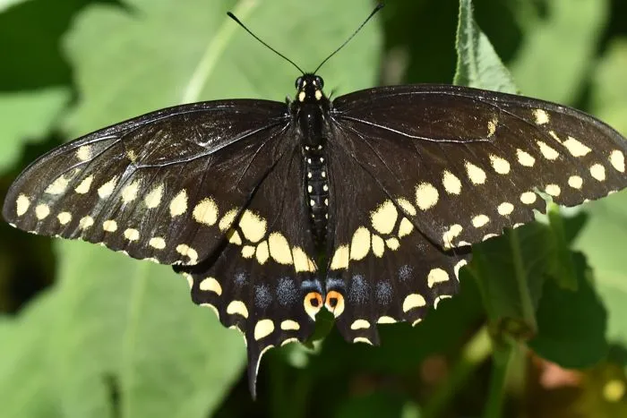 Swallowtail Butterfly
