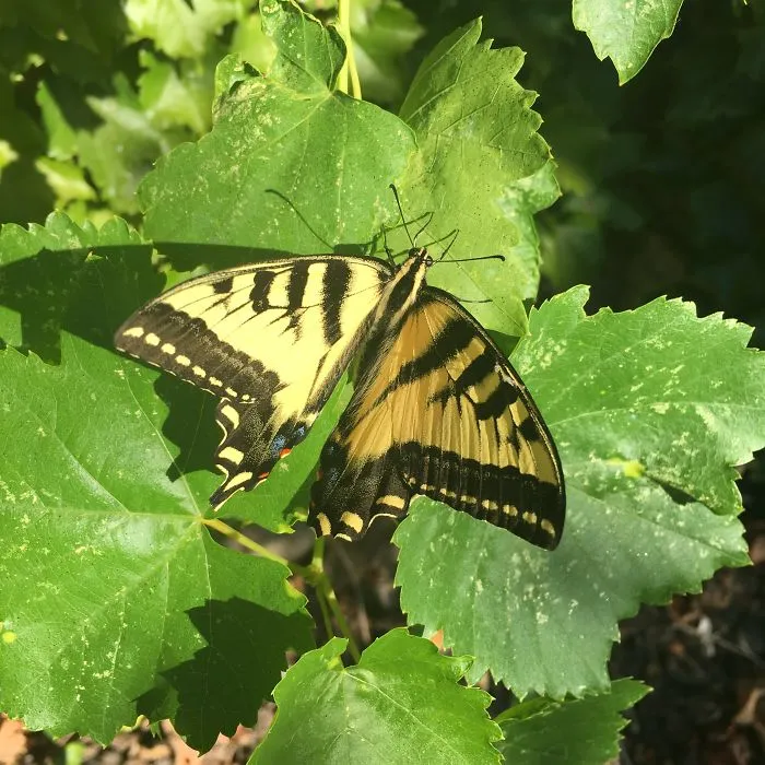 Eastern Tiger Swallowtail Butterfly