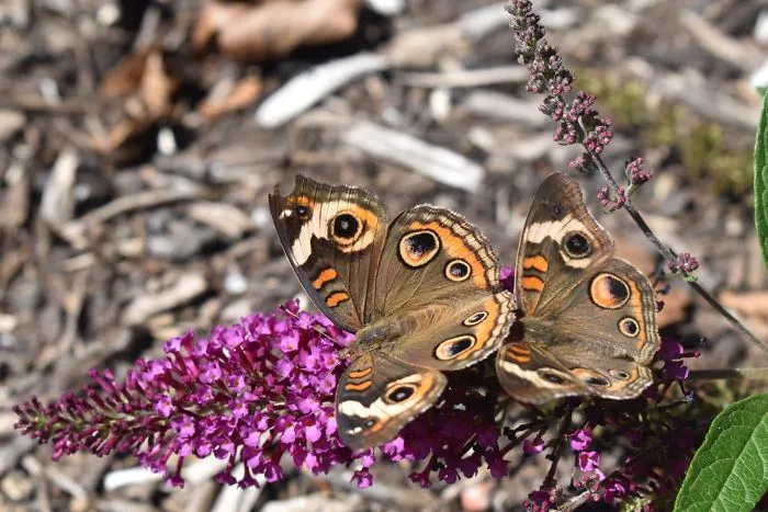 Buckeye Butterflies