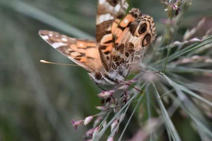 Painted Lady Butterfly