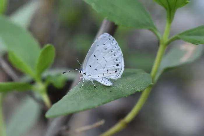 Holly Blue Butterfly